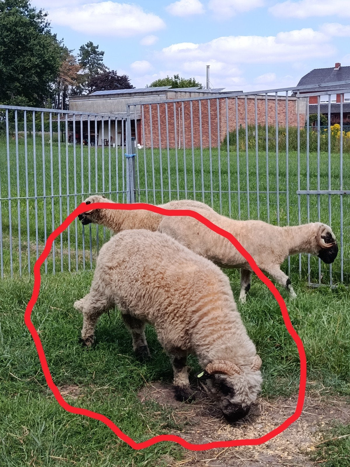 mooie , zware ram