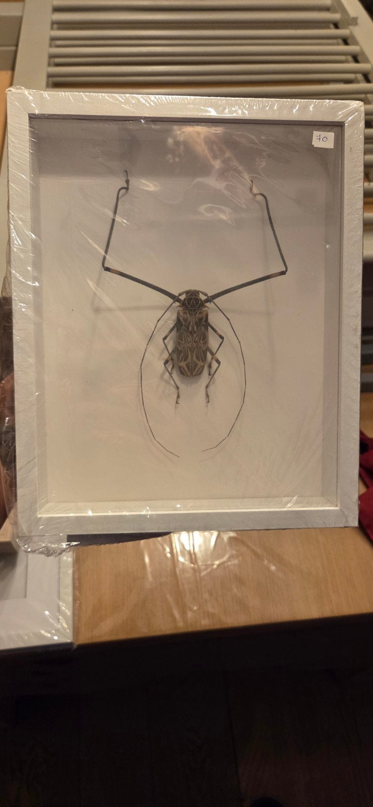acronicus longimanus, Verzamelen, Ophalen