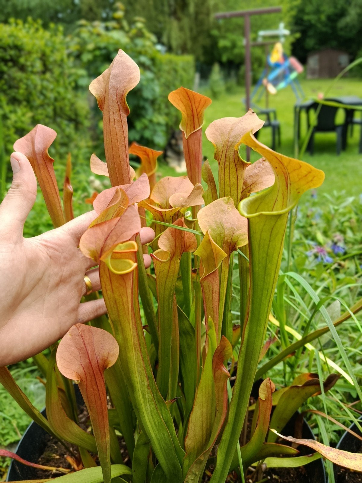 plantes carnivores sarracenia tygo, Jardin & Terrasse, Bulbes & Semences, Enlèvement ou Envoi, Automne, Plein soleil, Rhizome