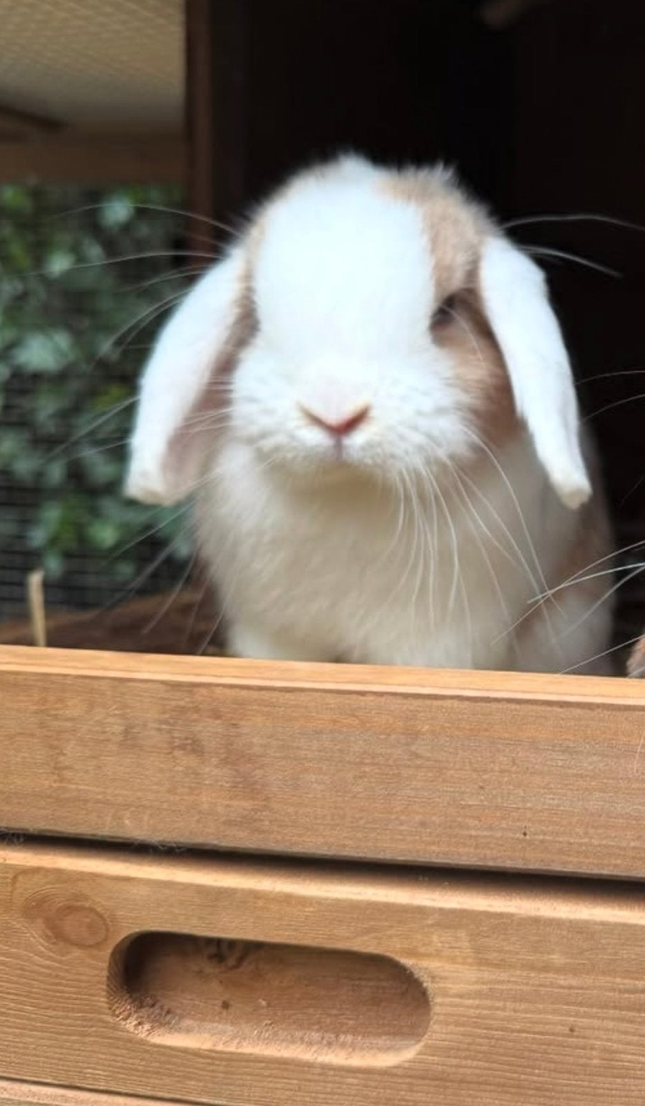 GEZOCHT mini lop ram ter dekking