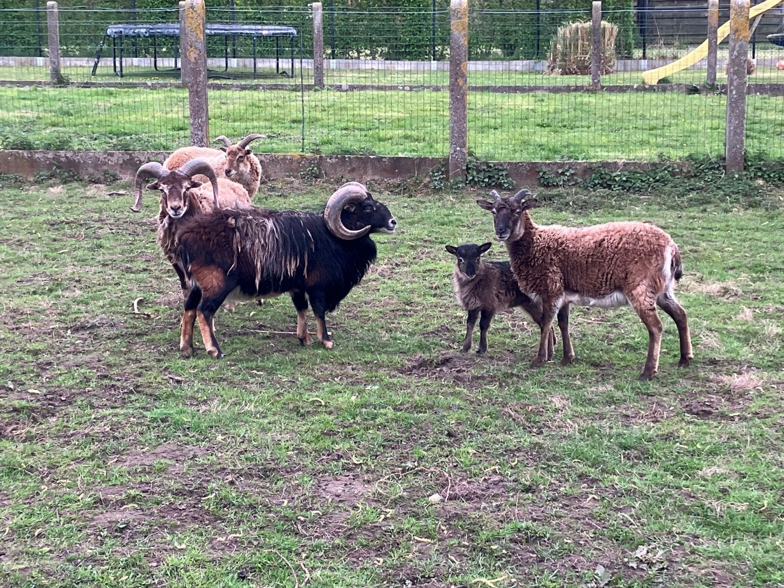 Soay schapen