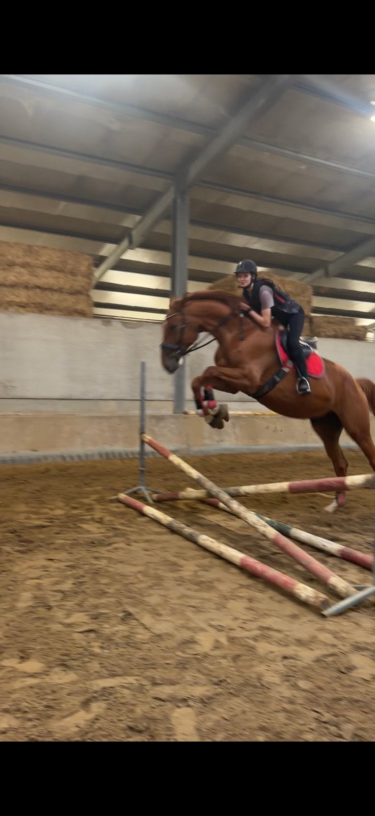 Dressuur paard en spring ruin, Dieren en Toebehoren, Meerdere dieren, 175 cm of meer, Met stamboom