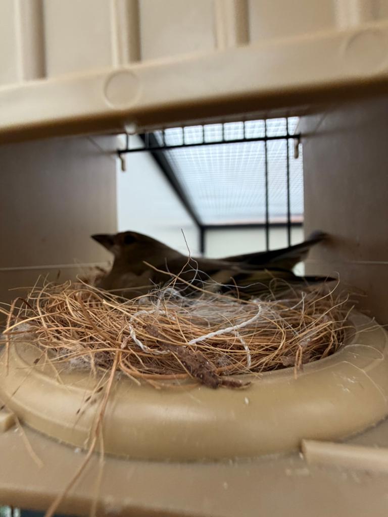 Botvink pop wildkleur ‘25, Dieren en Toebehoren, Vogels | Parkieten en Papegaaien