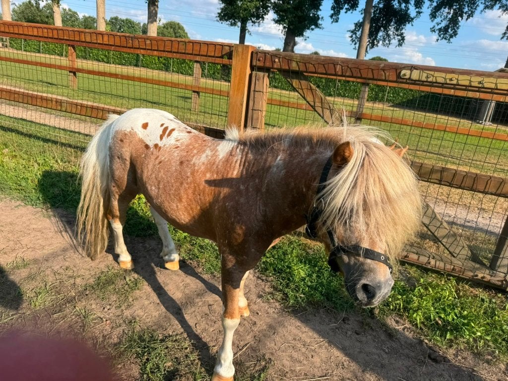 Super klein mini hengstje, Dieren en Toebehoren, Pony's, Hengst, A pony (tot 1.17m), Gechipt, 11 jaar of ouder