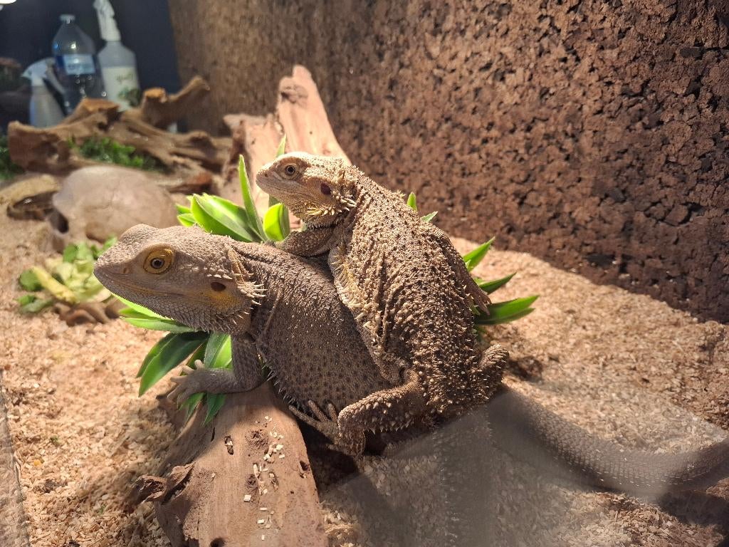 Terrarium met inrichting en extra toebehoren + 2 baardagamen, Dieren en Toebehoren, Met terrarium, 3 tot 6 jaar