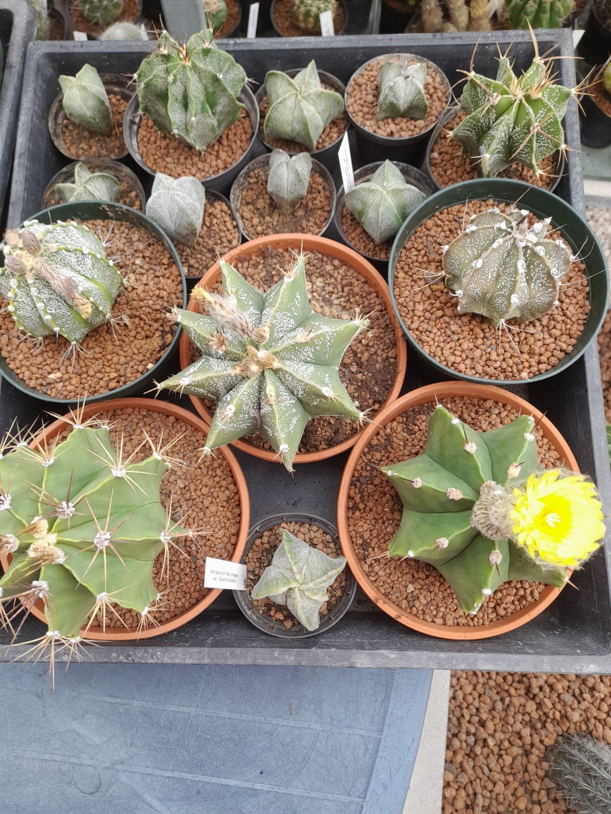 cactussen., Tuin en Terras, Planten | Tuinplanten, Volle zon, Vaste plant, Lente, Ophalen