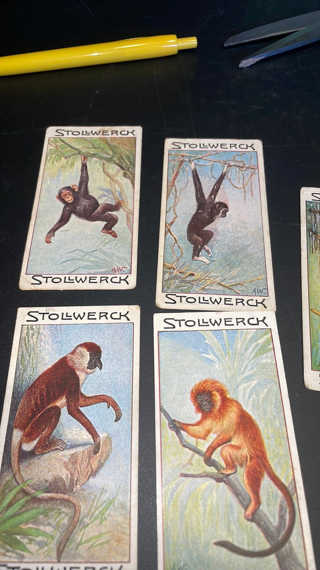Stollwerck chromo groep 8(x3a), Verzamelen, Gebruikt, Ophalen of Verzenden, 1940 tot 1960, Dier