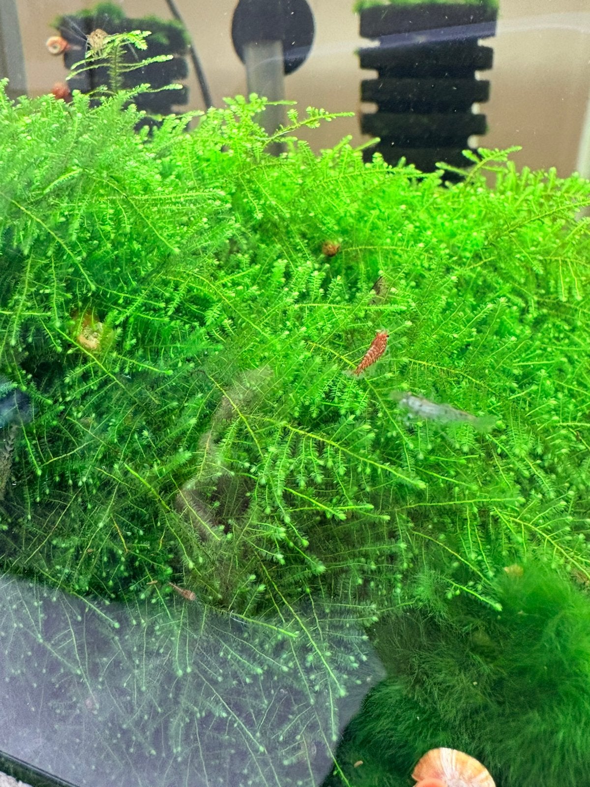 Wildkleur garnalen sommige met kleur