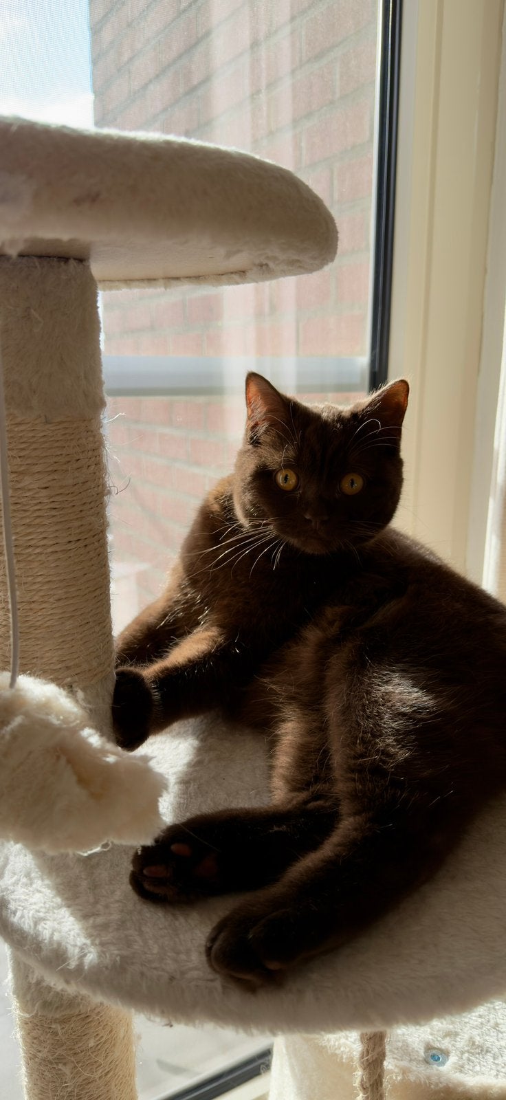 British shorthair, Animaux & Accessoires, Chat, Avec pedigree, 0 à 2 ans