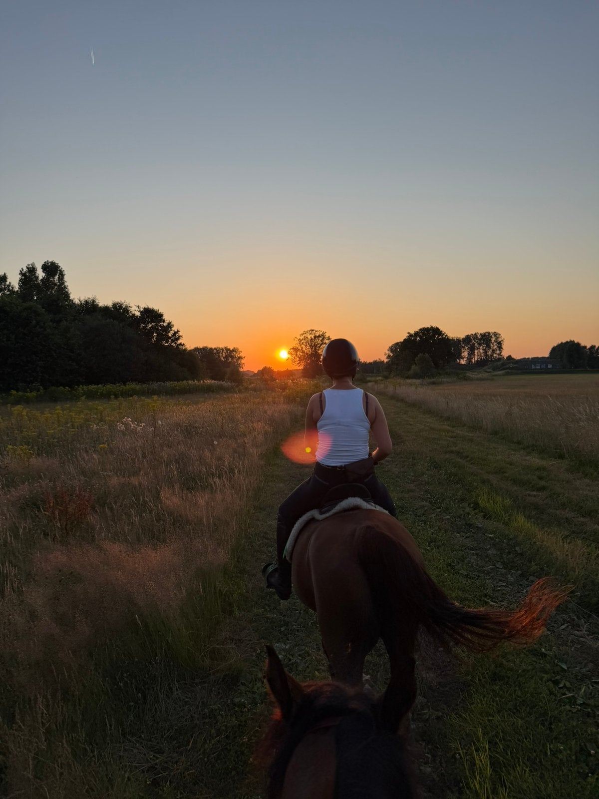 Verzorger/halve stal gezocht voor 2 arabiertjes (Keerbergen)