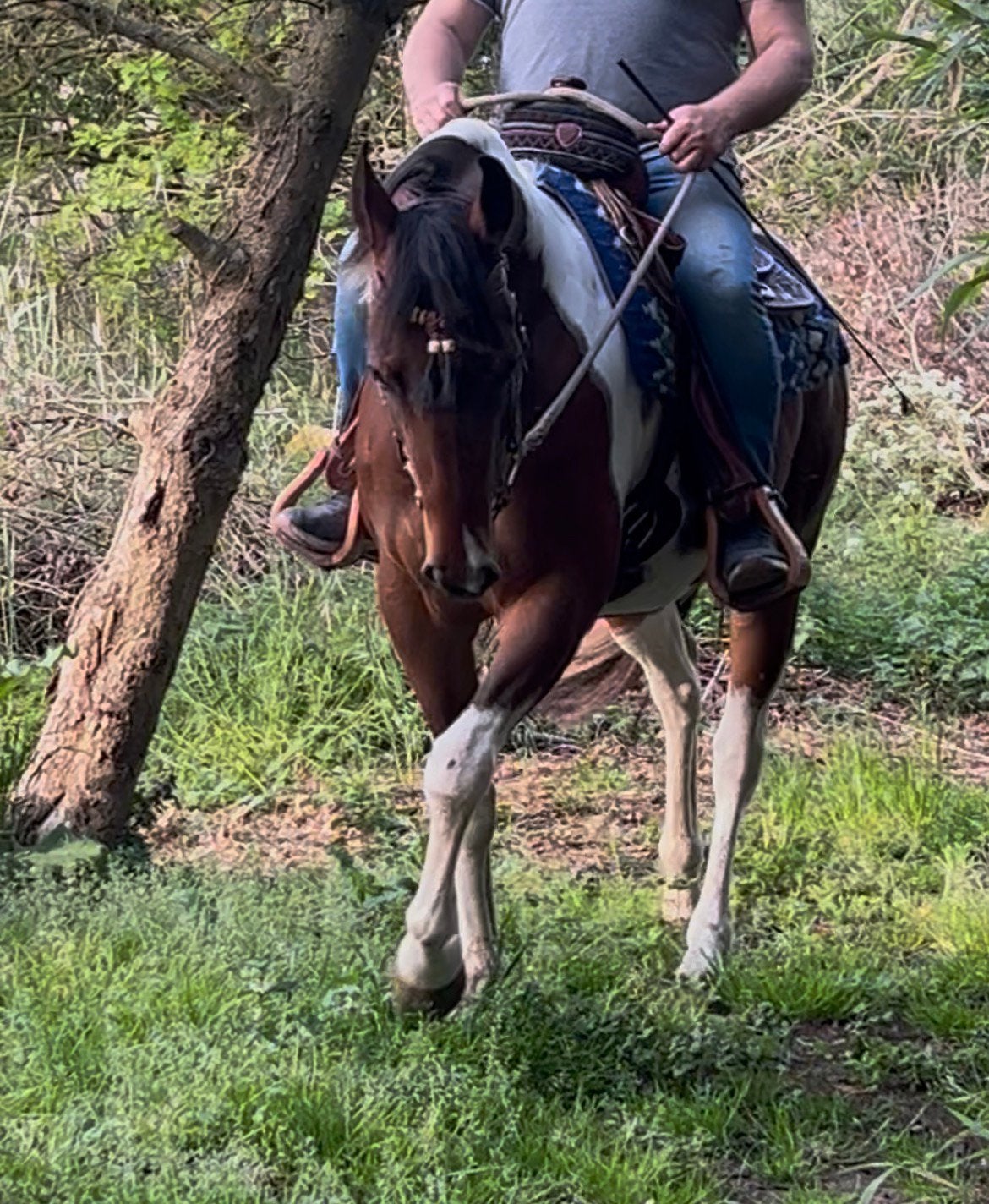 Aqha ruin , 4 j , 1m56, Animaux & Accessoires, Chevaux, Hongre, Débourré, Moins de 160 cm, Cheval western