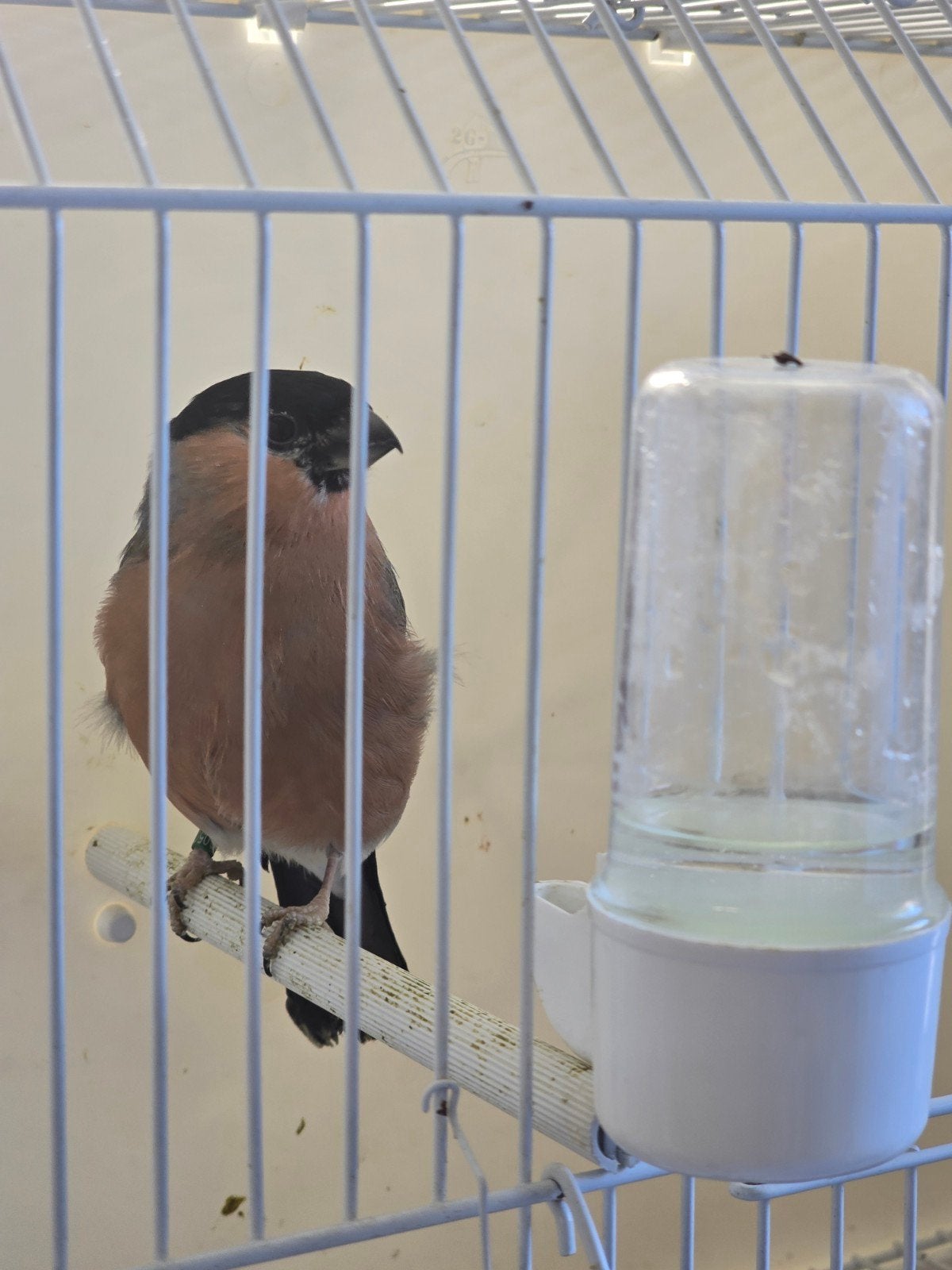 Mannen Grote Noorse Goudvinken 2026

75€ per stuk

zitten ko, Mannelijk, Wildzangvogel, Geringd