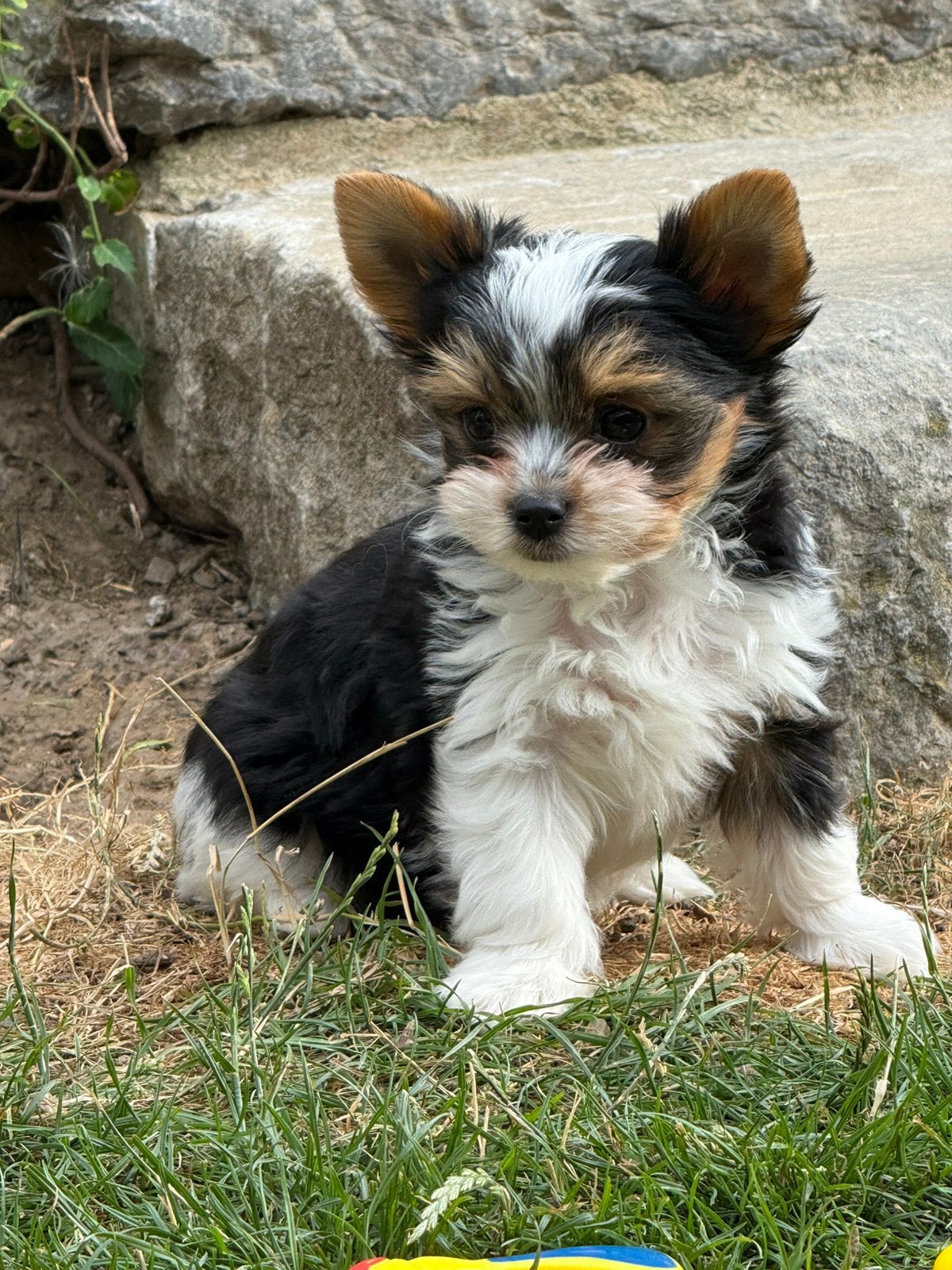 Biewer york puppies, Yorkshire Terrier, Maladie de Carré (chiens), Plusieurs, Belgique