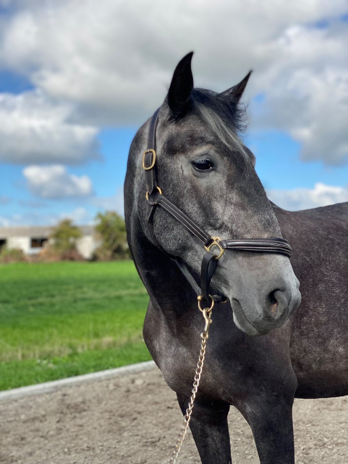5 jarige lusitano merrie, Dieren en Toebehoren, Merrie, Met stamboom, Dressuurpaard, Zadelmak