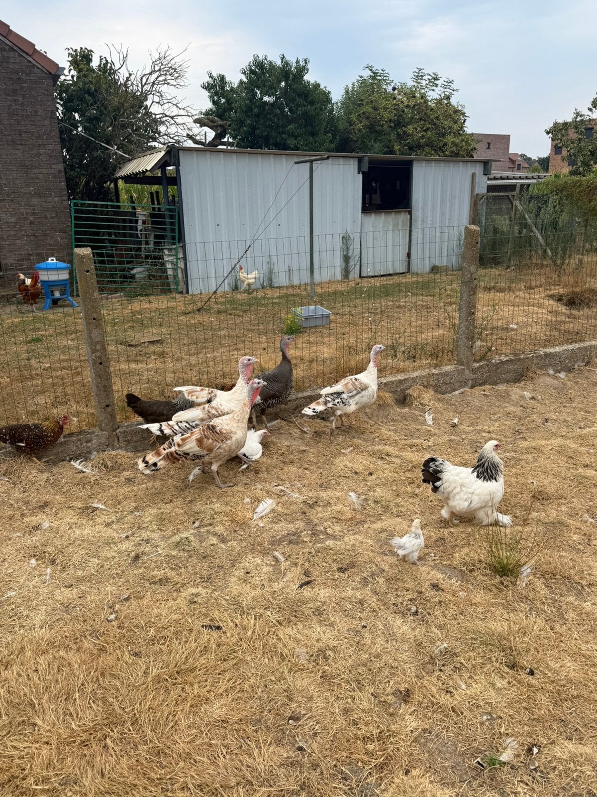Kalkoenen en kippen, Plusieurs animaux, Poule ou poulet