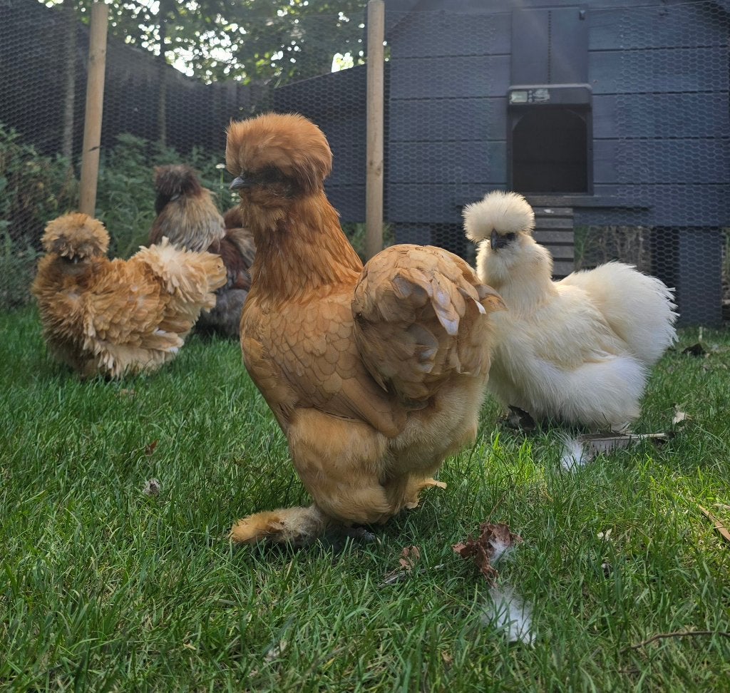 USA zijdehoen gladveer hen, Dieren en Toebehoren, Pluimvee, Vrouwelijk, Kip
