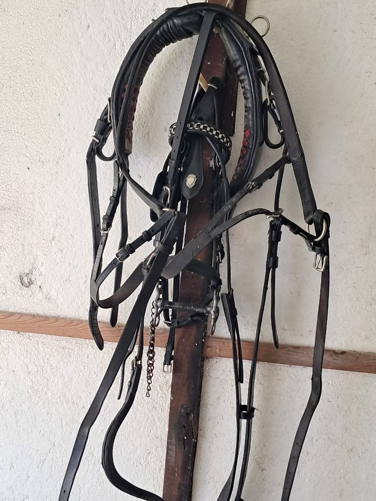 Paardenrijtuigen en toebehoren, Dieren en Toebehoren, Gebruikt, Overige typen, Paard