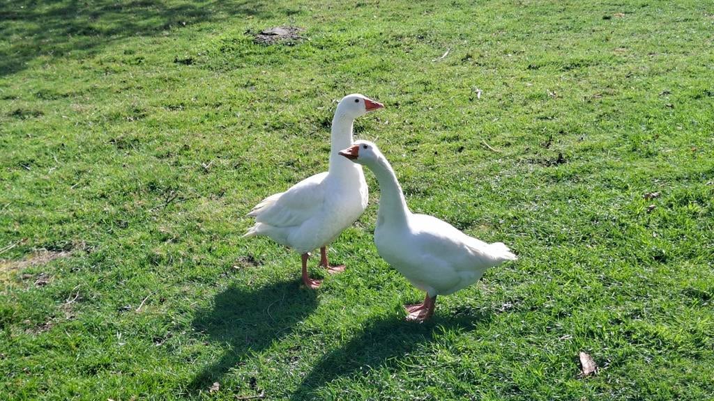 Witte gans, Dieren en Toebehoren