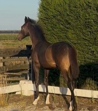 Prachtig dressuur veulen, Dieren en Toebehoren, Paarden, Merrie, Niet van toepassing, Met stamboom, Dressuurpaard