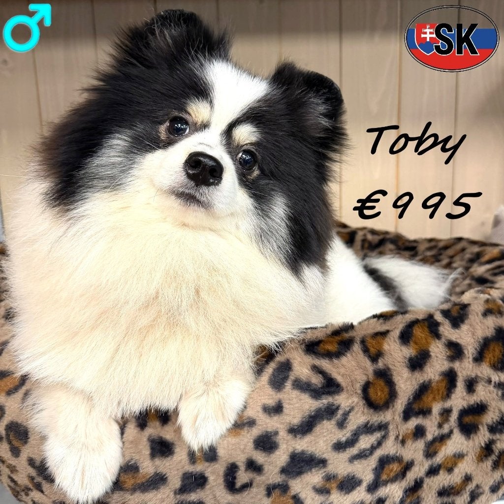 Toby, adorable Spitz cherche un doux foyer, Animaux & Accessoires, 15 semaines à 1 an, Chien (mâle), Autres races, Un chien