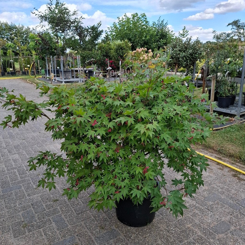Bomen meerstammig, Ophalen, Overige soorten, 100 tot 250 cm