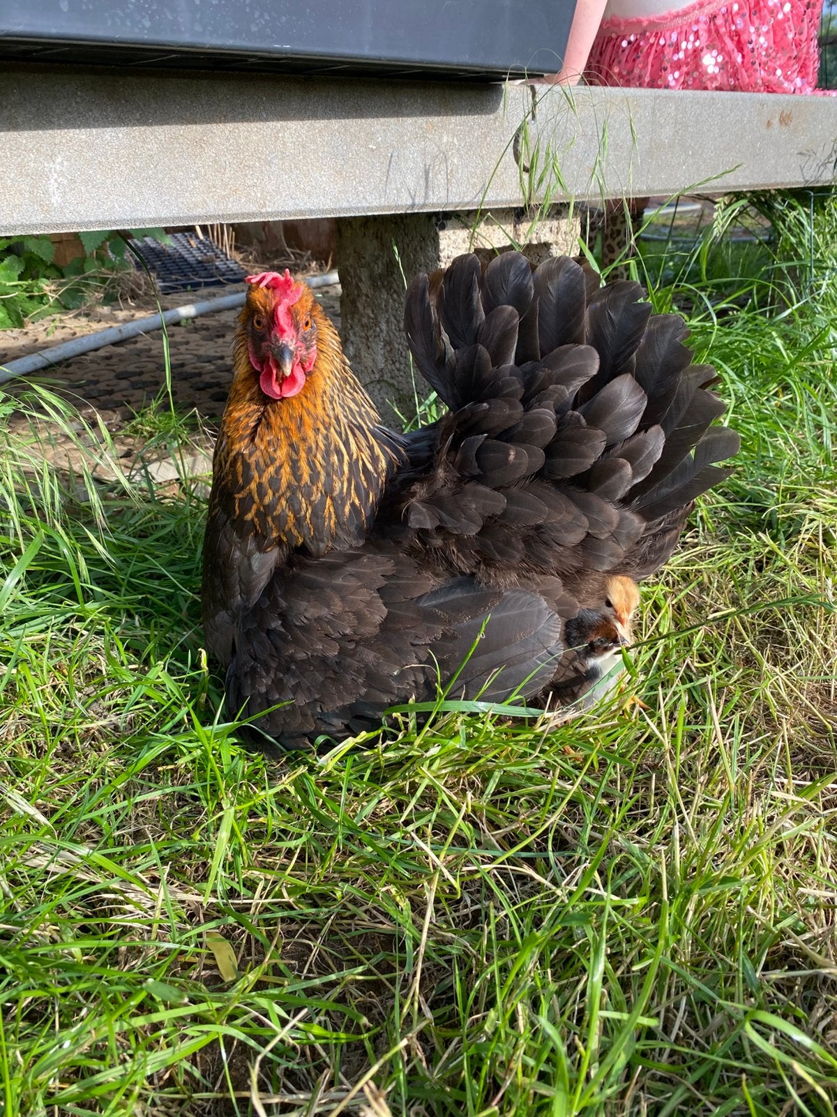 Hennen te koop, Femelle, Poule ou poulet