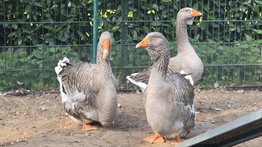 Toulouse ganzen, Dieren en Toebehoren, Geslacht onbekend, Gans of Zwaan