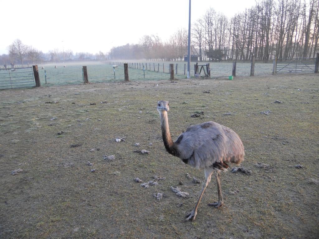 nandoe te koo, Dieren en Toebehoren, Mannelijk, Overige soorten
