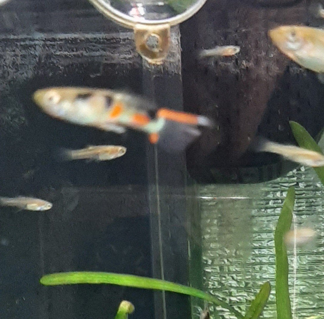 Endler El Tiger, Dieren en Toebehoren