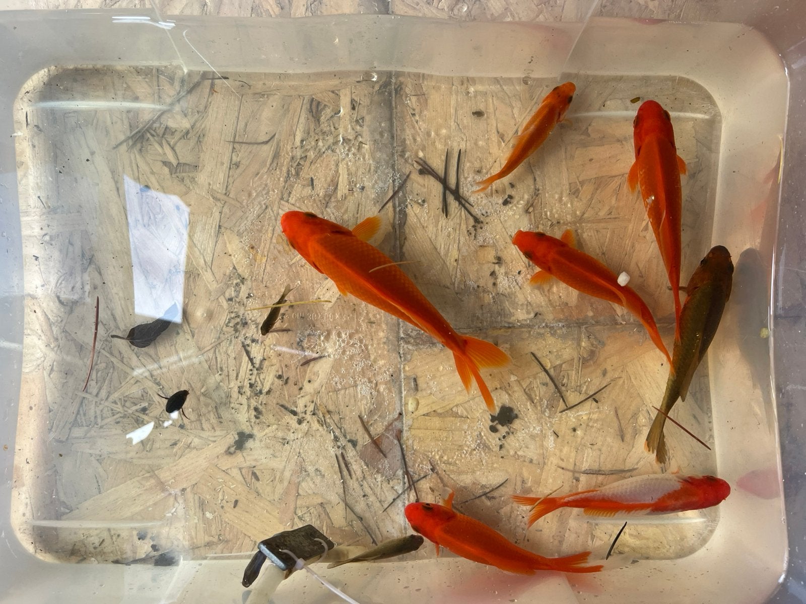 Poisson rouge, Animaux & Accessoires, Poisson, Poisson d'eau douce