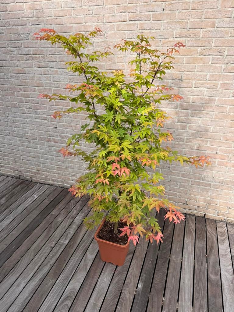 Japanse Esdoorn “Acer Palmatum Osakazuki “, Tuin en Terras, Planten | Bomen, Halfschaduw, Overige soorten, Lente, 100 tot 250 cm