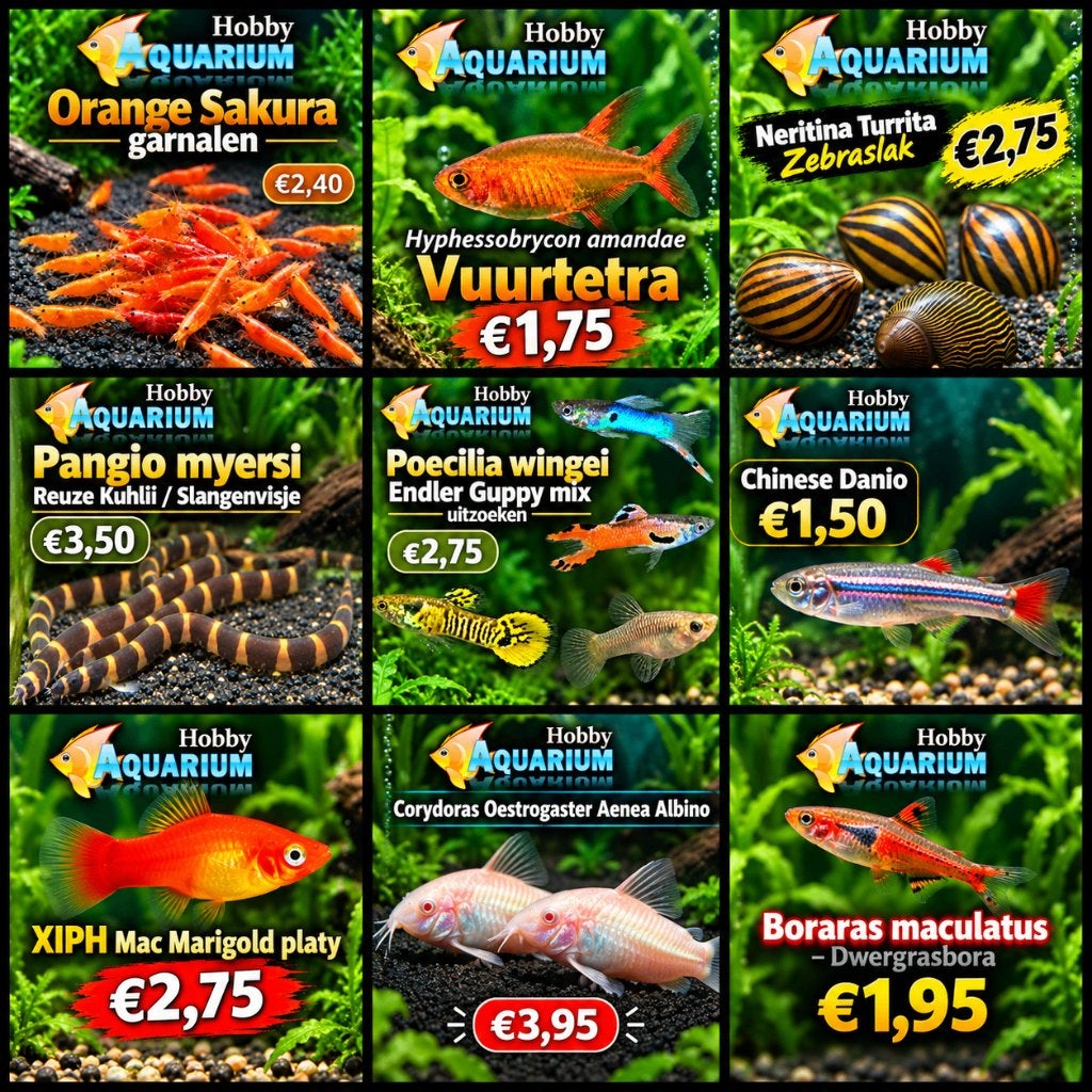 Hobbyaquarium overzicht & prijzen 2/3/4 okt dierendag aktie, Zoetwatervis