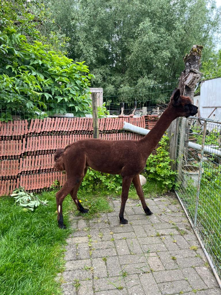 Alpaca dekhengst, Juin, Mâle