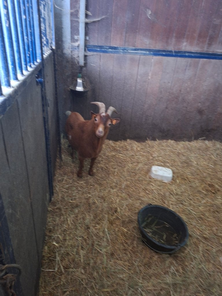 Bok, Mannelijk, Geit, 0 tot 2 jaar