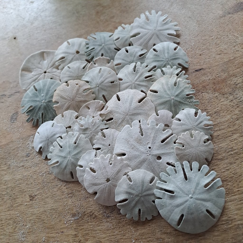 Zanddollars, Enlèvement, Fossile