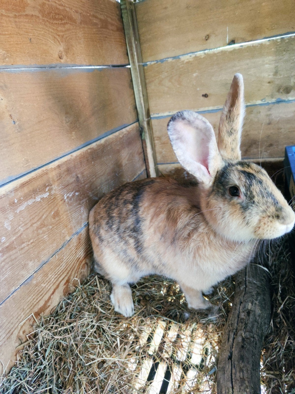Noix de lapin