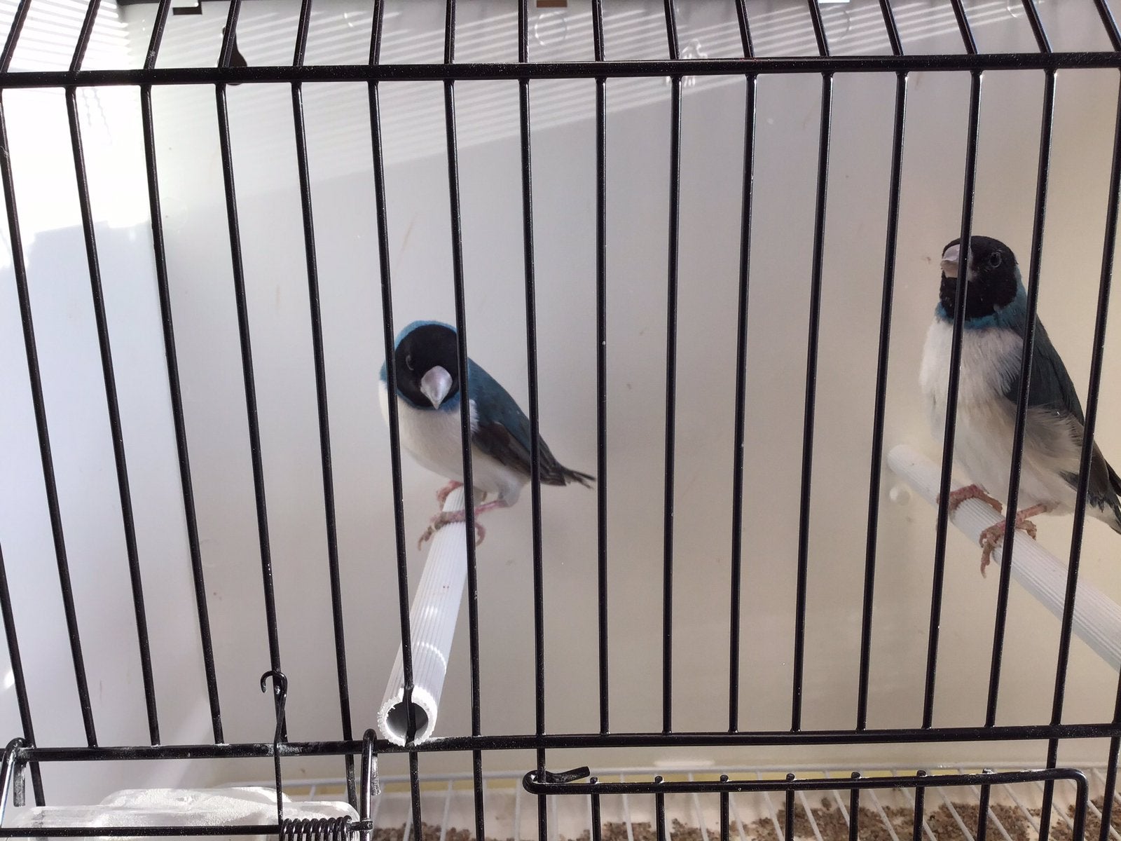 Gouldamadine, Dieren en Toebehoren, Vogels | Overige Vogels, Meerdere dieren, Tropenvogel