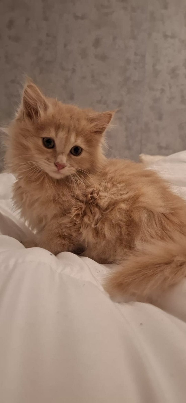 Chat Siberia, Ophalen of Verzenden, Zo goed als nieuw