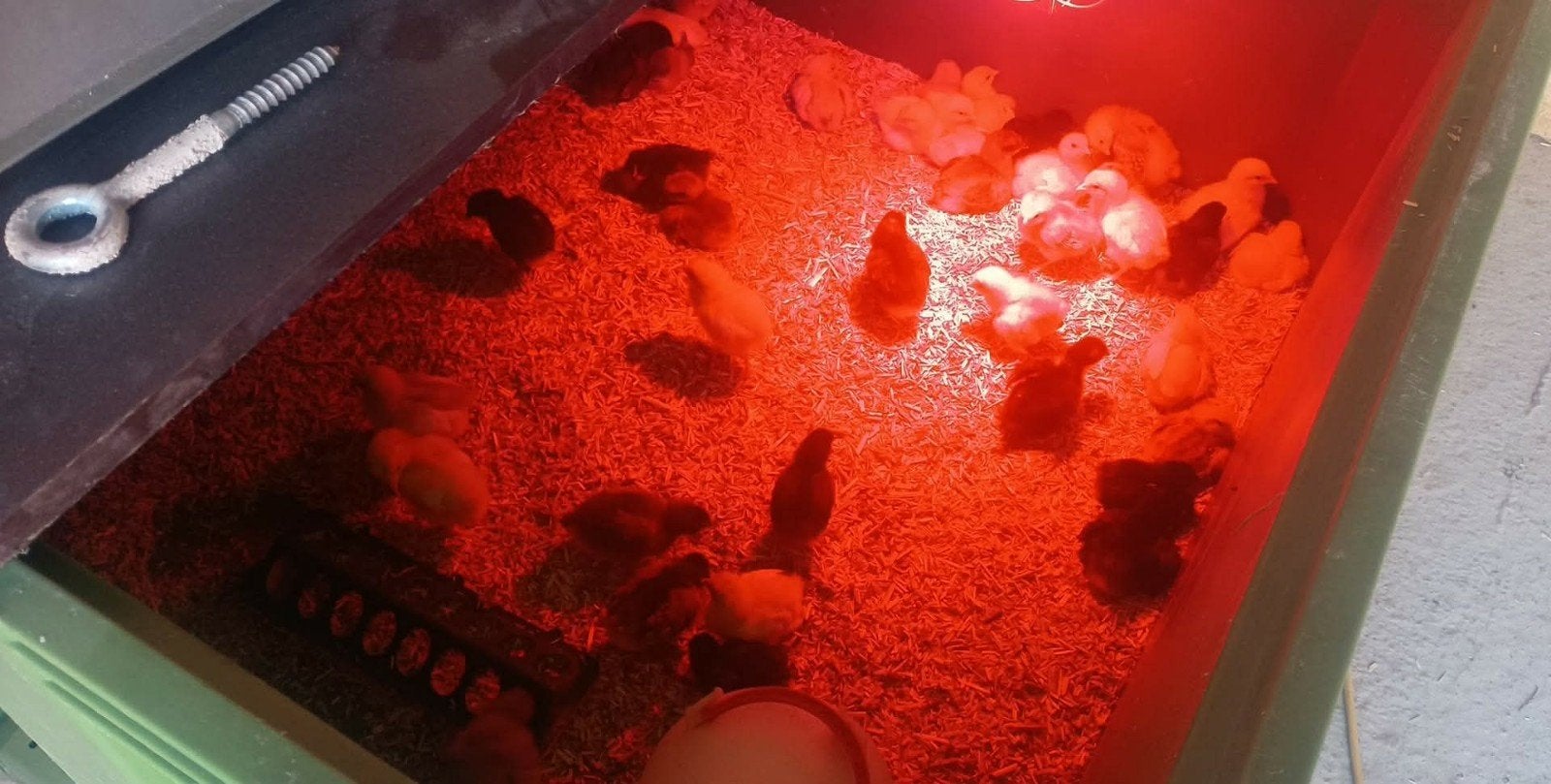 dagkuikens leghennetjes