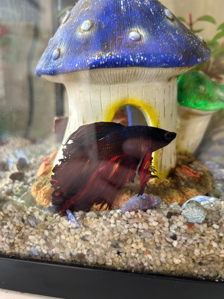 Mannelijk halfmoon betta, Dieren en Toebehoren, Vissen | Aquariumvissen
