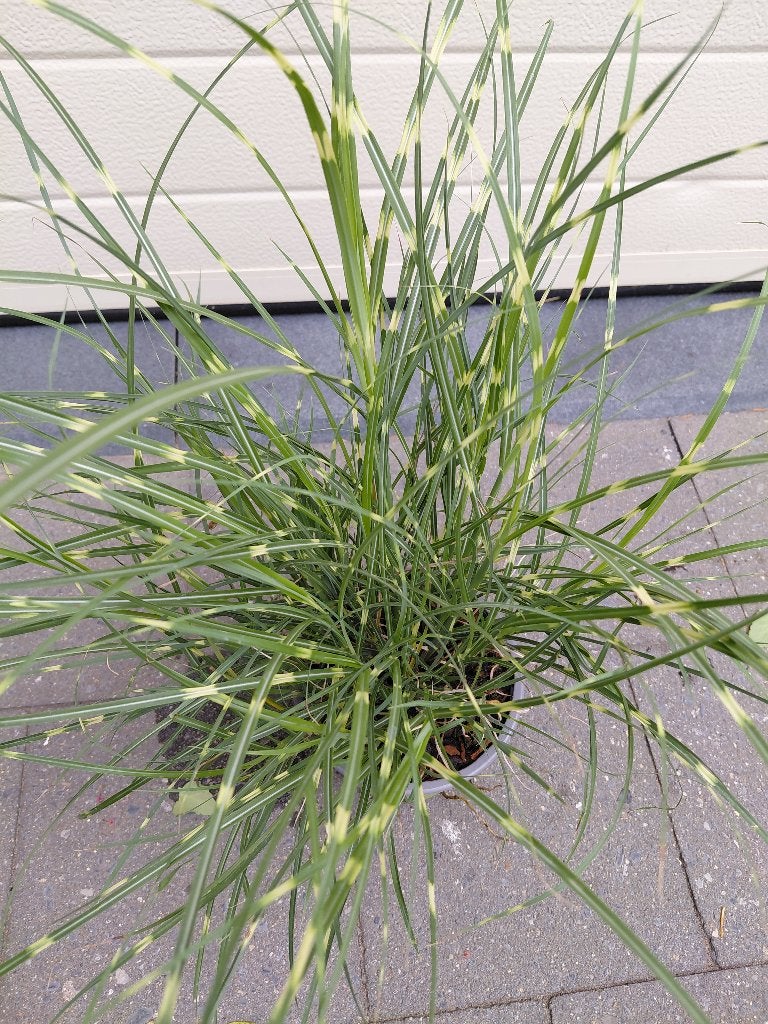 Miscanthus Zebrinus, Ophalen, Halfschaduw