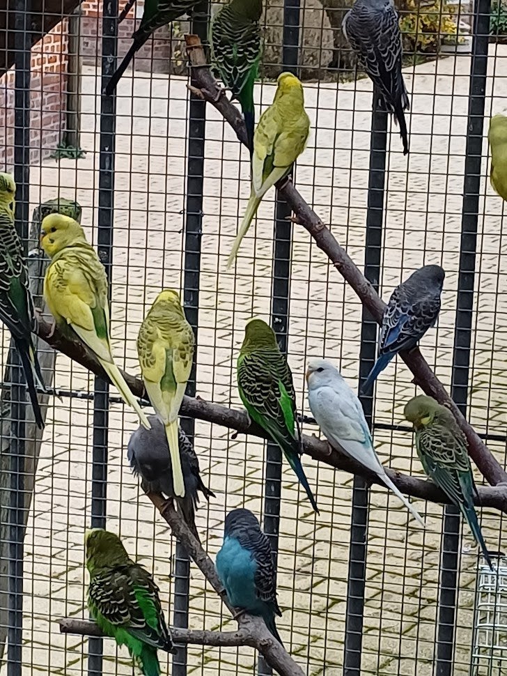 Grasparkieten en valkparkieten, Dieren en Toebehoren, Meerdere dieren, Parkiet