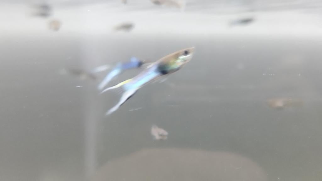 Magnifiques Guppy Endler Blue Japan, Enlèvement