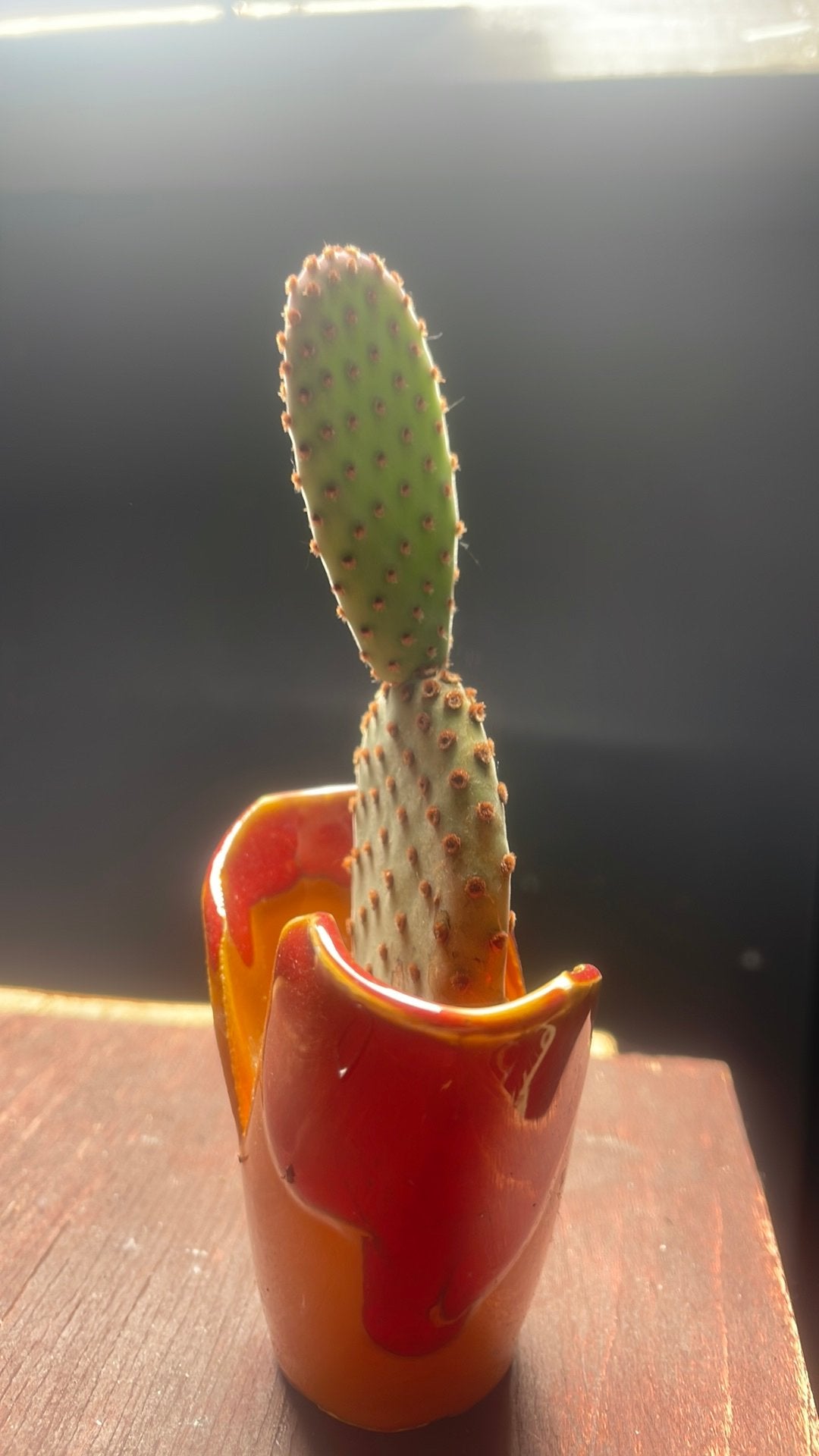 Opuntia microdasys - Bunny Ear Cactus, Ophalen of Verzenden, Minder dan 100 cm, In pot, Cactus