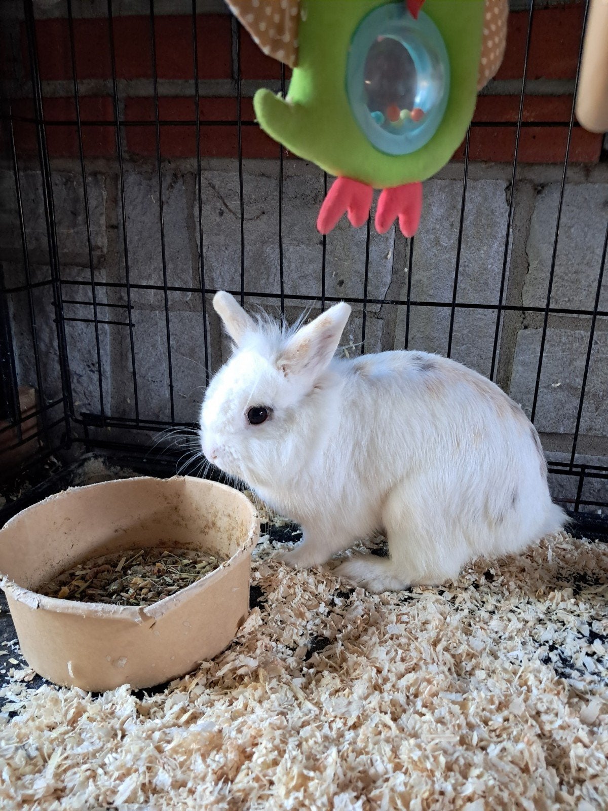 konijn mannentje, Mâle, 0 à 2 ans