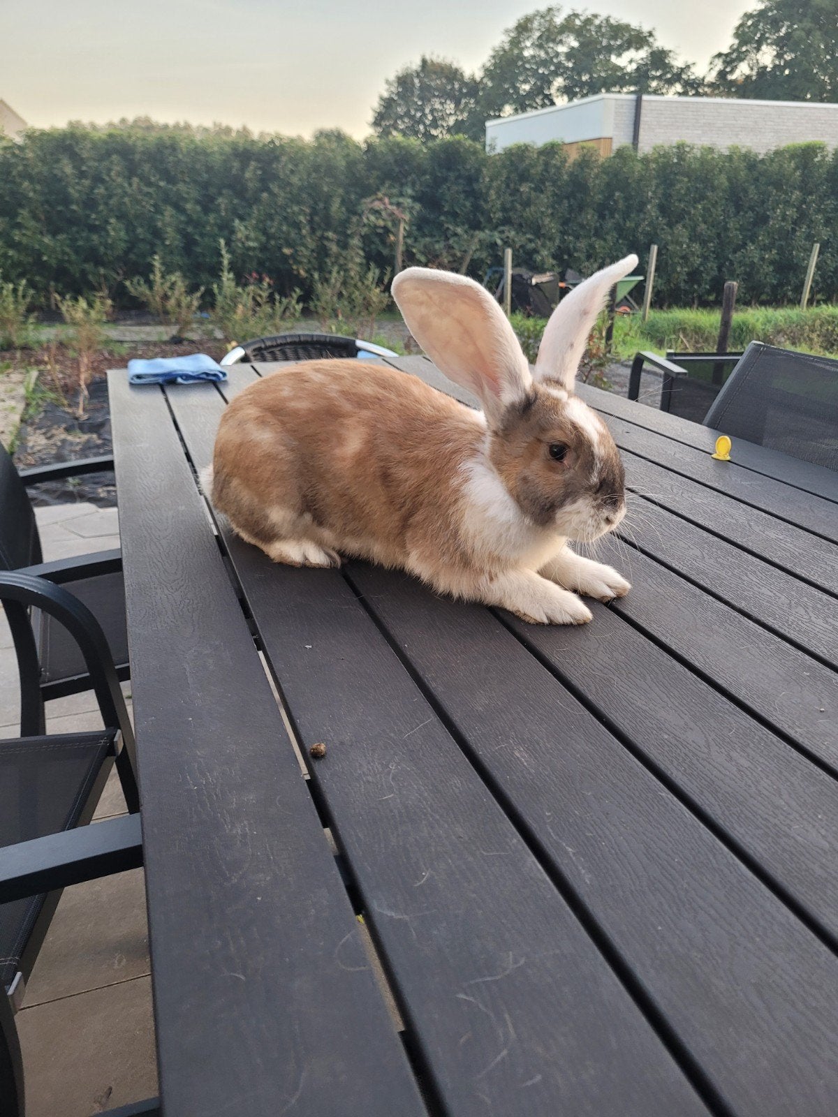 4 tamme reuzenrammen (Duitse/Vlaamse reus), 22 weken, 5-6,5, Dieren en Toebehoren, Mannelijk, Groot, 0 tot 2 jaar