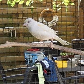 4 Karaies te koop, Animaux & Accessoires, Oiseaux | Canaris