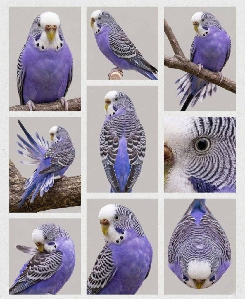 Violet grasparkiet pop, Dieren en Toebehoren, Vrouwelijk, Parkiet, Geringd