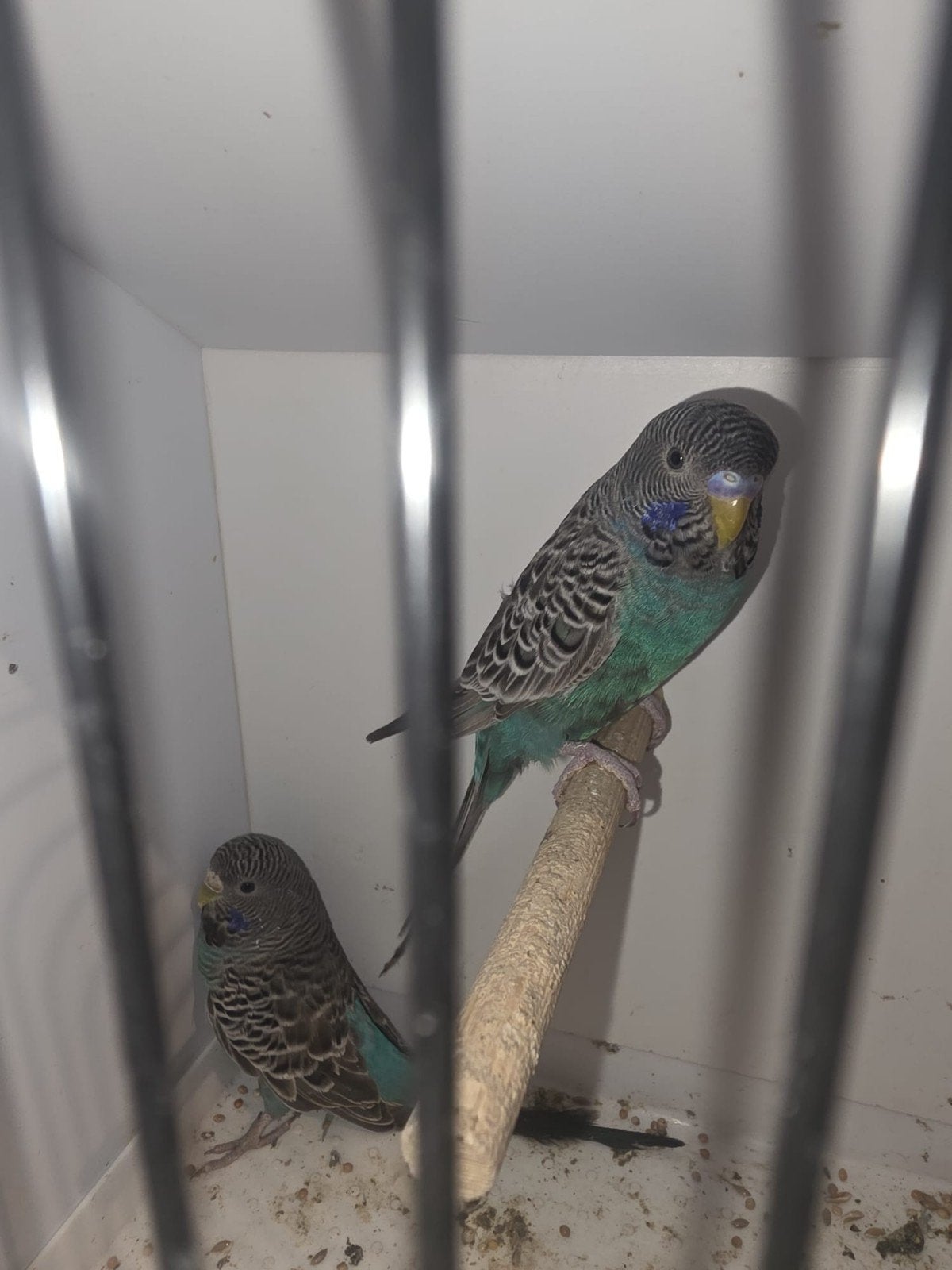 3 koppels blackface, Plusieurs animaux, Perruche, Bagué