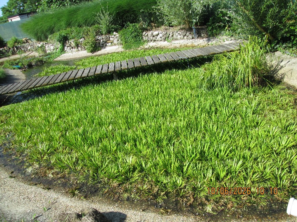 waterplanten krabbenscheer te koop, Enlèvement, Neuf, Autres types